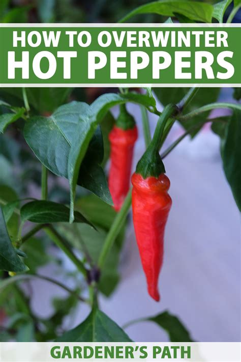 How To Overwinter Hot Pepper Plants Gardeners Path