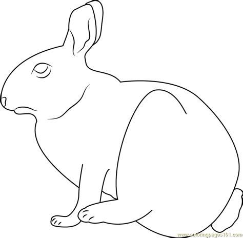 Cottontail Rabbit At Marymoor Coloring Page Free Rabbit Coloring