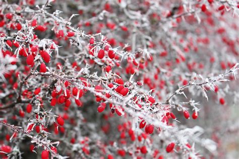 Free Images Nature Branch Snow Winter Plant Berry Leaf Flower