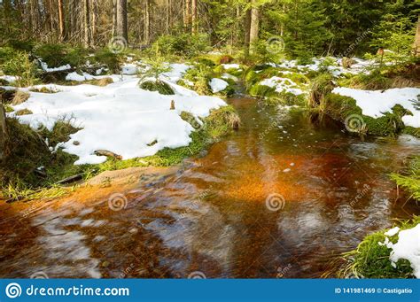 Brown River On The Peat Bog Forest Covered With Moss Stock Image