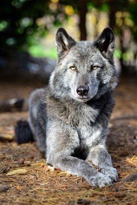 Pin By Cande Bracamonte On Wolvesx Wolf Dog Wolf Hybrid Wolfdog Hybrid