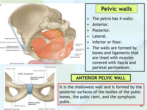 Ppt Anatomy Of The Pelvis Powerpoint Presentation Id5495410