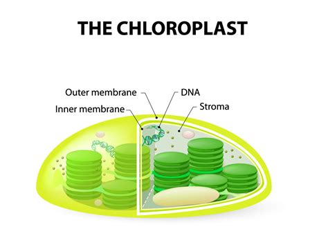 The chloroplast contains many of these internal membranes, making photosynthesis very efficient. Biology: Photosynthesis: Level 2 activity for kids ...