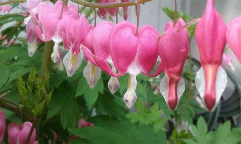 Get more from the classic perennial, bleeding heart! Bleeding hearts | Bleeding hearts, Color, Plants