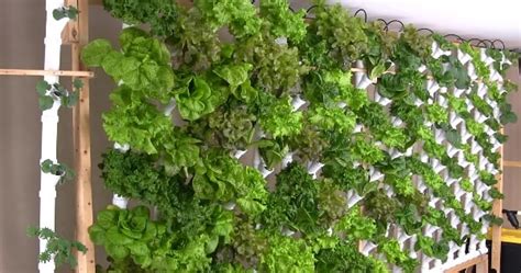 Basement Hydroponic Vertical Tower Garden Produces 133 Heads Of Lettuce