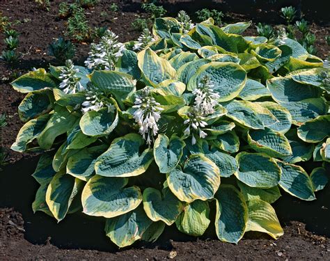 Funkia Hosta Frances Williams