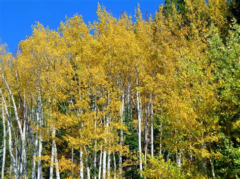 Aspens Right Outside Of Denver Colorado Picture My Pictures Aspen