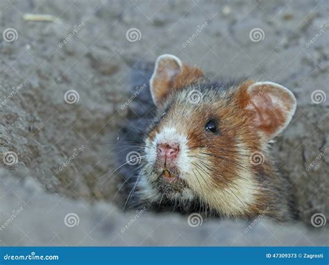 Field Hamster Portrait Stock Image Image Of Colour Clean 47309373