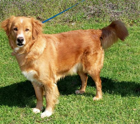 We had a slow start with our international rescue efforts this year with only three dogs from turkey rescued before the pandemic struck. Sunshine Golden Retriever Rescue | Golden retriever ...