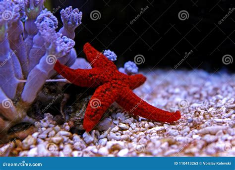 Red Sea Star Fromia Milleporella Stock Image Image Of Aqua