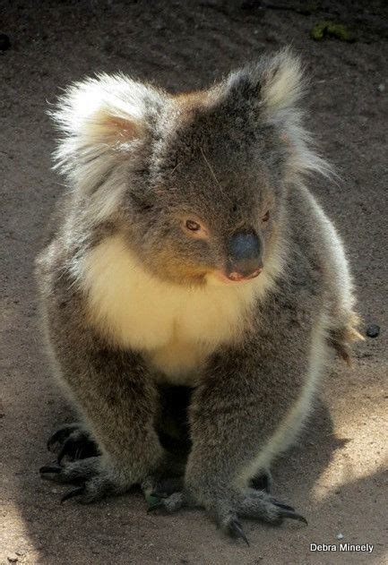 Koala Koala Bear Koala Cuddly Animals