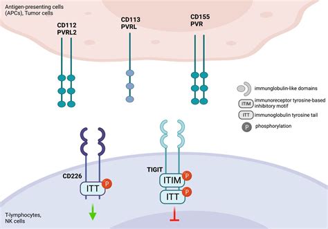 Gene Of The Month T Cell Immunoreceptor With Immunoglobulin And ITIM