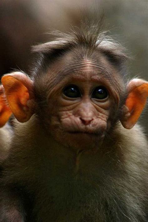 57 Best Images About Monkeys And Friends On Pinterest