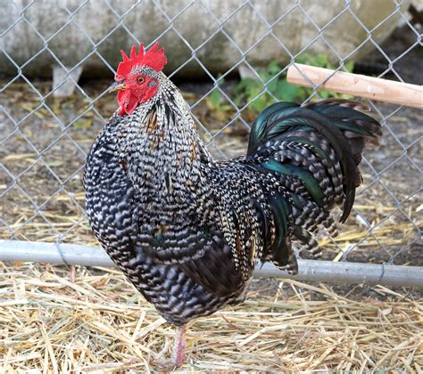 Plymouth Rock Insteading Chicken Breeds Guide