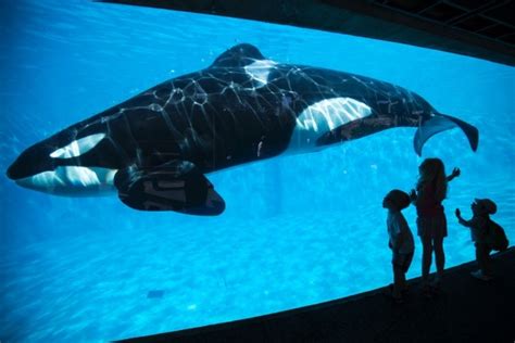 Scientists Clash Over Lifespan Of Captive Killer Whales Nature