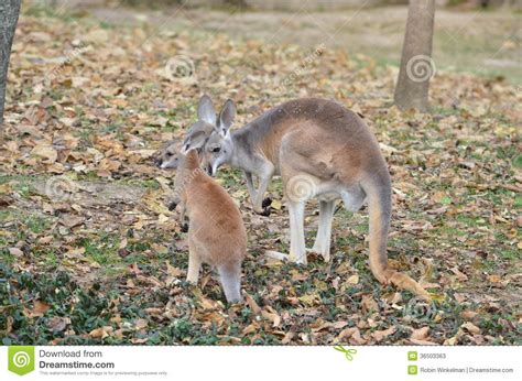 Mother And Baby Kangaroo Stock Image Image Of Leaves 36503363