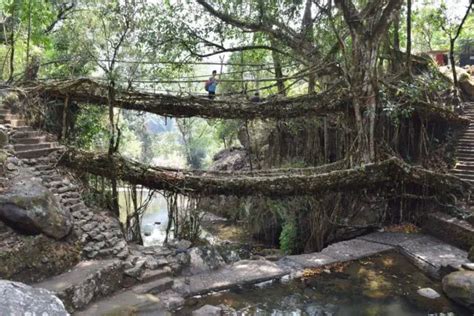 Double Decker Root Bridge Near Cherrapunji Wondermondo