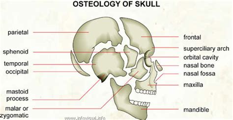 Skeletal System Diagrams