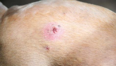 Bumps On A Dogs Back 7 Things It Could Be And What To Do Top Dog Tips