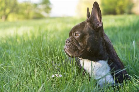 French Bulldog Puppies With Ears Down Brindle Frenchie Male Puppy