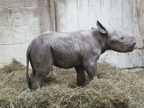Rare Glimpse Of Cincinnati Zoo Rhino Birth And First Wobbly Steps