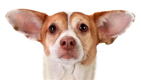 Dog Ears How To Care For Them And Prevent Infections And Problems