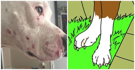 How To Treat Dog Acne On Chin