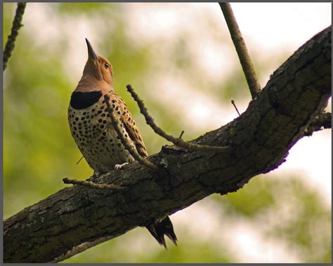 Northern Flicker Common Bird Species Of Richmond National Battlefield
