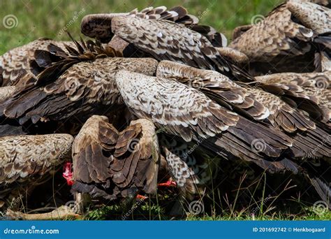 Vultures Eating From A Wildebeest Carcass In The Serengeti Stock Photo