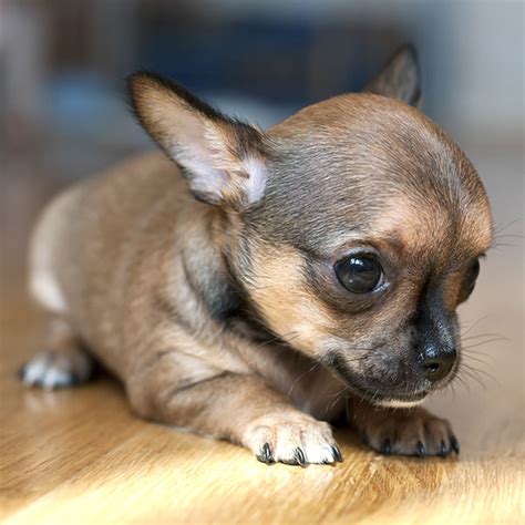 1 Chihuahua Puppies For Sale In Texas