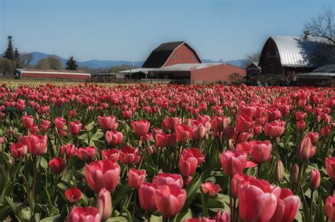 Skagit Valley Tulip Festival ⋆ Pacific Northwest And Beyond