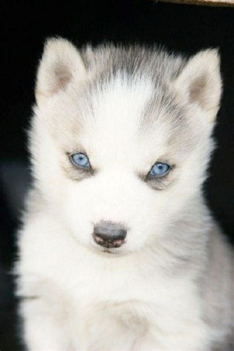 Blue eyes siberian huskies pure white with great temperatures for sale to pet lovers. white husky puppies with blue eyes | Zoe Fans Blog | Dogs | Pinterest | Beautiful, Is beautiful ...