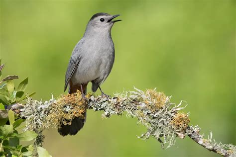 Birds Of North America Focusing On Wildlife
