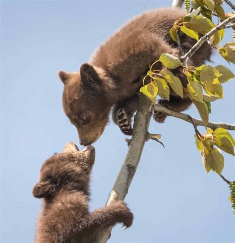 Report Playful Bear Cubs Captured By Alberta Wildlife Photographer