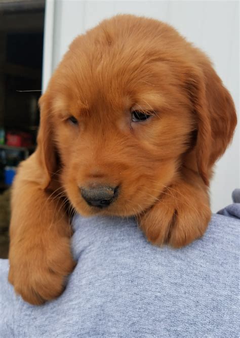 √√ Golden Retriever Puppies For Sale Muranga Kenya Buy Puppy In Your Area