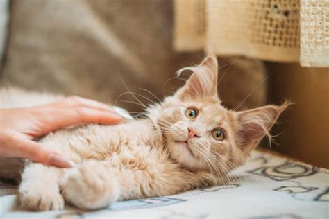 10 Most Affectionate Cat Breeds Parade Pets