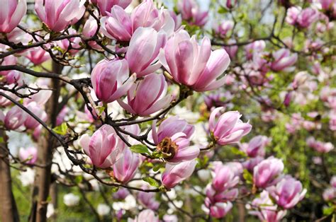 Check spelling or type a new query. 5 Great Magnolias for your Landscaping - Tomlinson Bomberger