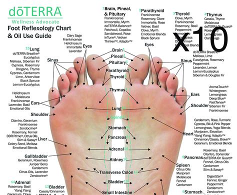 10 Pack Reflexology Chart And Essential Oil Use Guide 85 X Etsy Canada