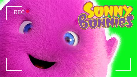 Funny Videos For Kids Sunny Bunnies Selfie Funny Cartoons Youtube