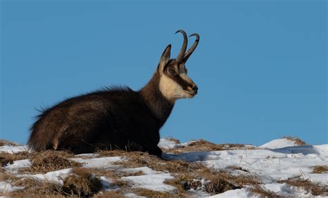 Italy's fauna similiar to plant life, italy's wild animals were eradicated almost entirely. 5 Native Animals of Europe - Animal Lova