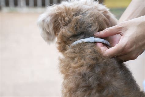 Seresto Defends Flea Tick Collars For Dogs As Safe Amid Calls For Recall