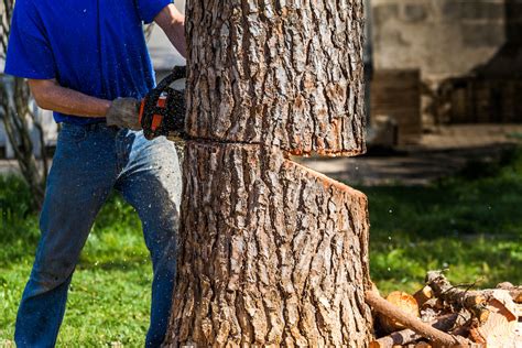 How To Cut Down A Tree With A Chainsaw Safe And Effective Tips Power