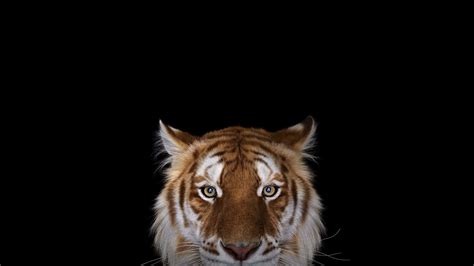 Tiger Portrait Wqhd 1440p Wallpaper Pixelz