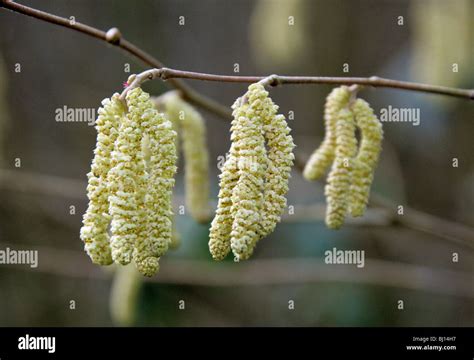 Common Hazel Tree Catkins Corylus Avellana Betulaceae Male Catkins With Red Female Flower