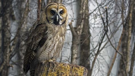 Desktop Wallpaper Owl Predator Bird 4k Hd Image Picture