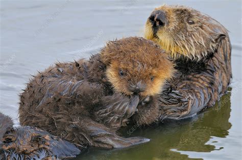 Sea Otters Stock Image C0143460 Science Photo Library