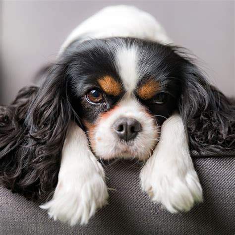 The cavalier king charles spaniel has a slightly rounded face, a small conical muzzle, big round dark eyes, long floppy ears and a long feathered tail. #1 | Cavalier King Charles Puppies For Sale In California