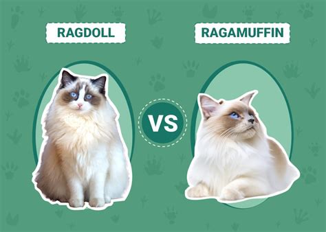 Ragdoll Vs Ragamuffin Key Differences With Pictures Pet Keen