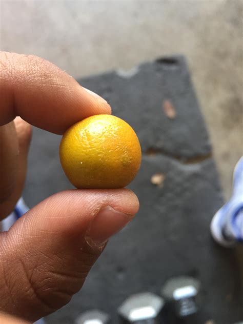 This Is The Smallest Orange Ive Ever Seen Rmildlyinteresting