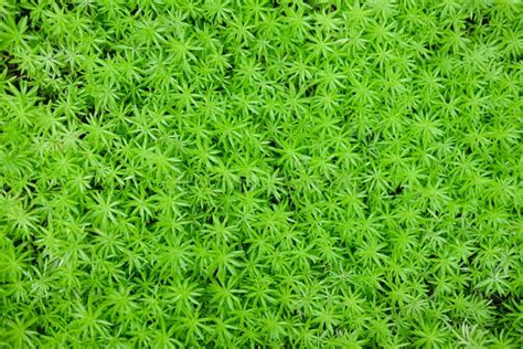 Common Haircap Moss Star Moss Polytrichum Commune Stock Image Image